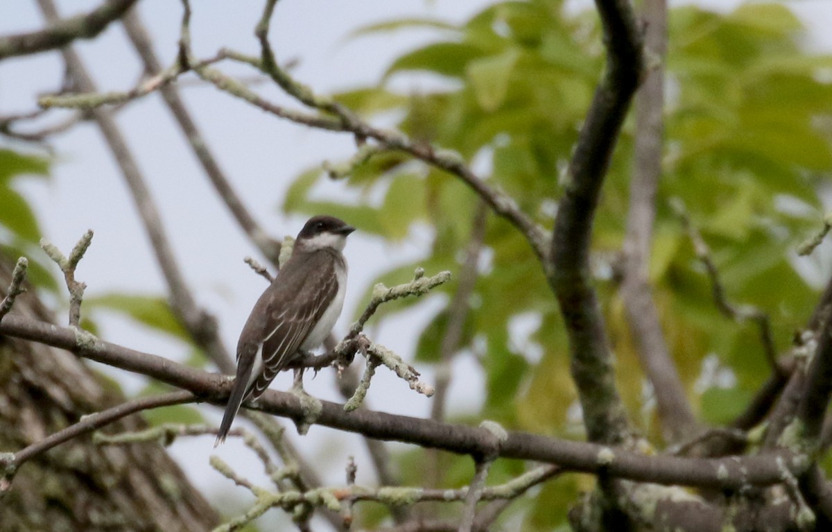 Eastern Kingbird - ML118727081