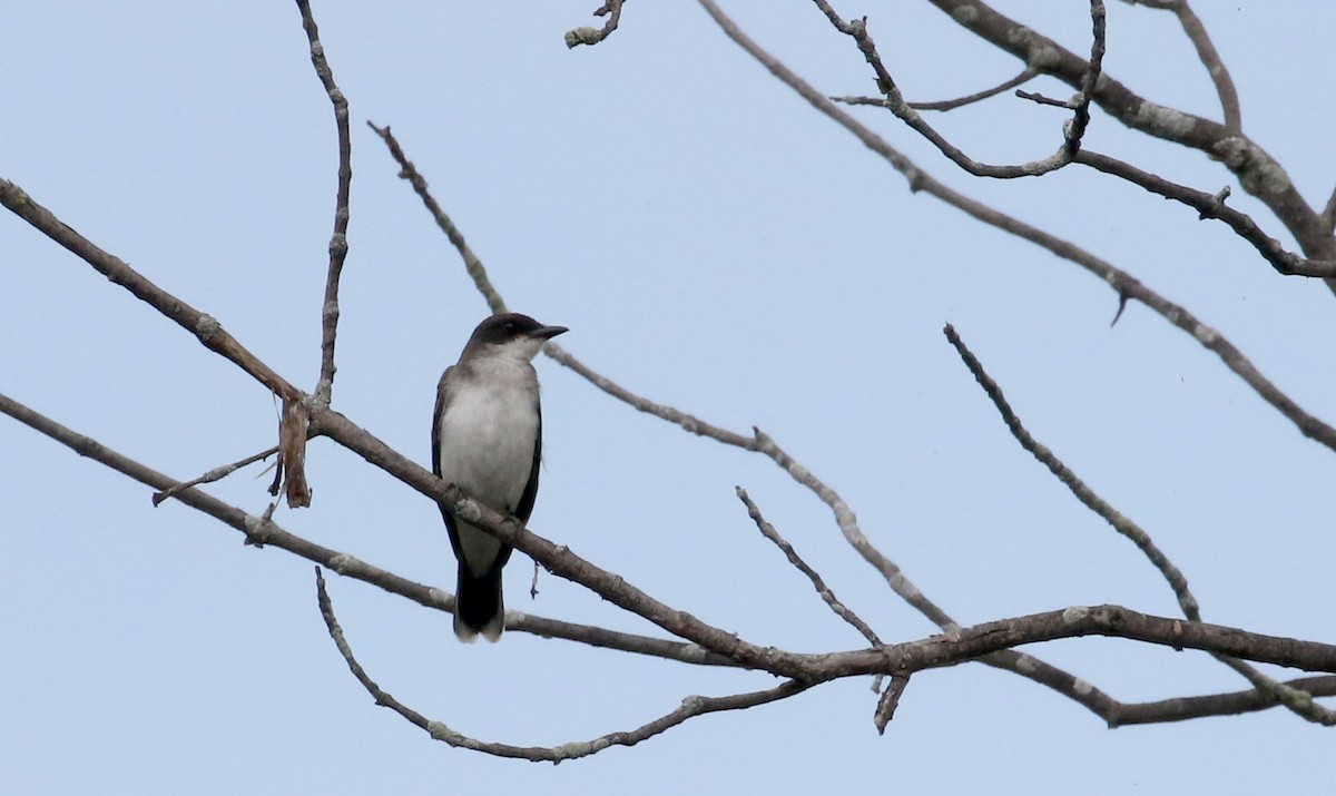 Eastern Kingbird - ML118727131