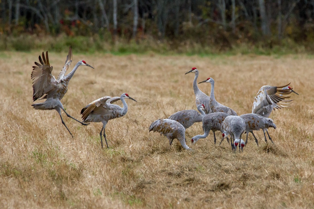 Sandhill Crane - ML118727321