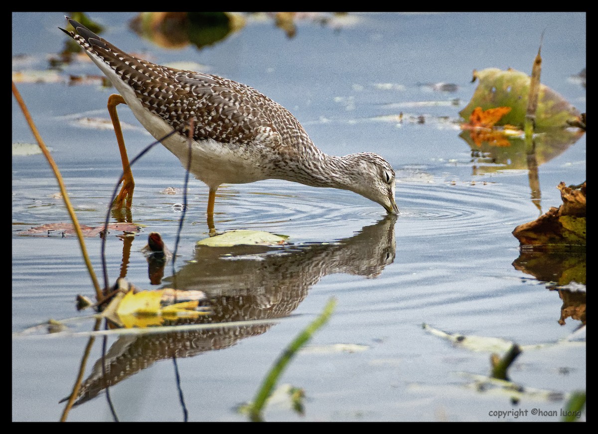 Greater Yellowlegs - hoan luong