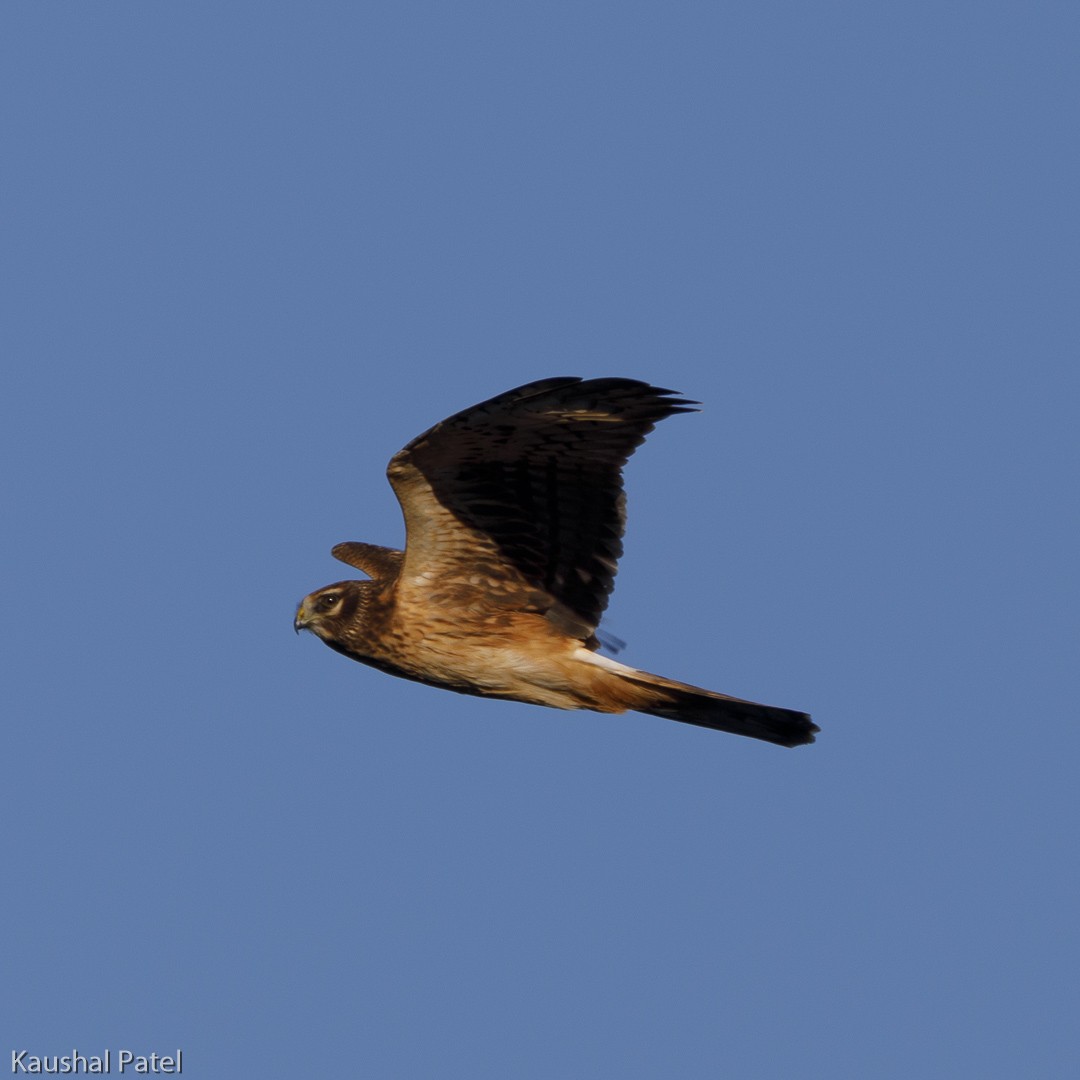 Northern Harrier - ML118730121