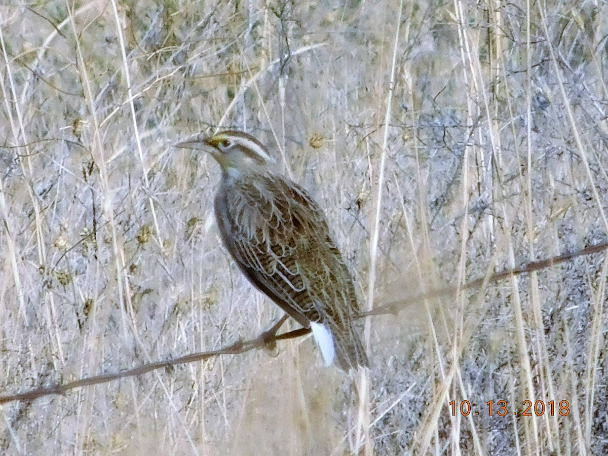 Western Meadowlark - ML118731801