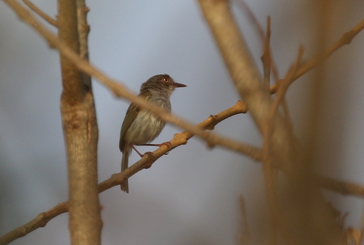 Pearly-vented Tody-Tyrant - ML118732271