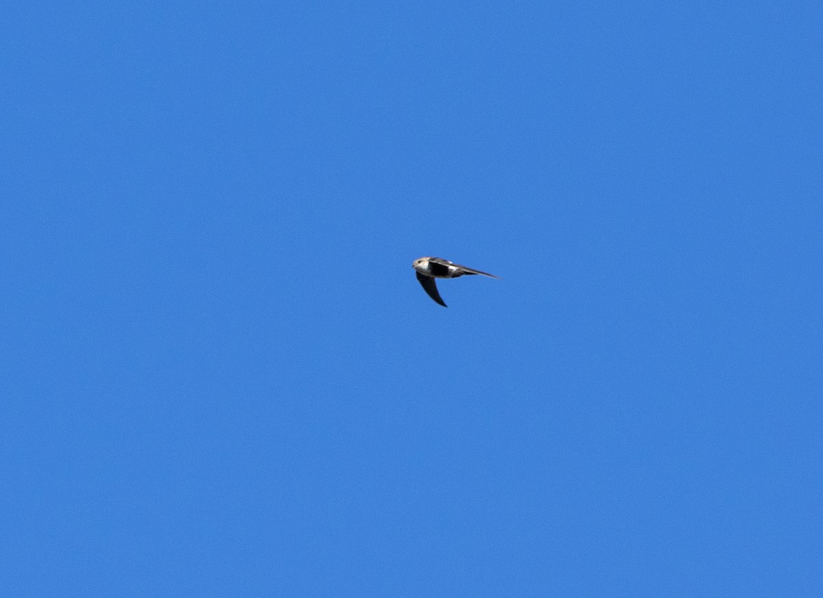 White-throated Swift - Norman Pillsbury