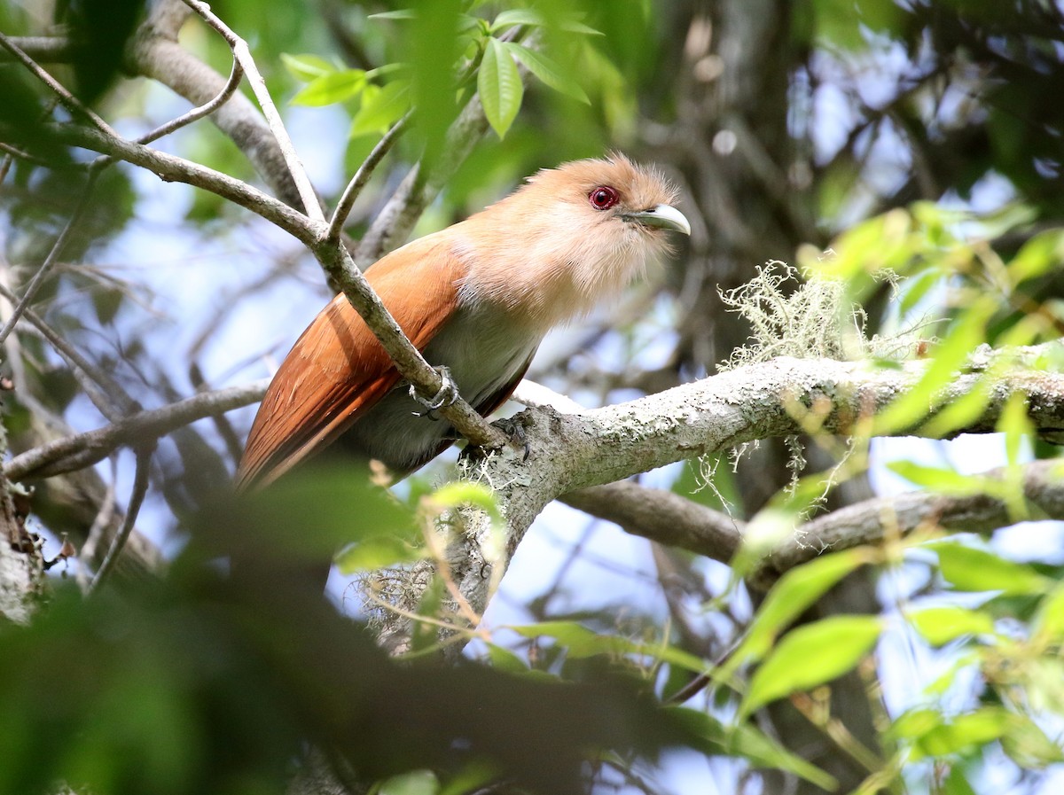 Squirrel Cuckoo - ML118732931