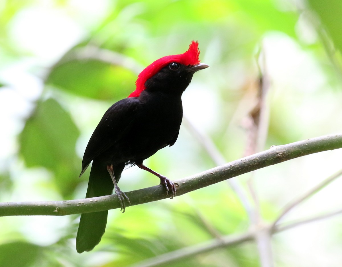 Helmeted Manakin - ML118733121