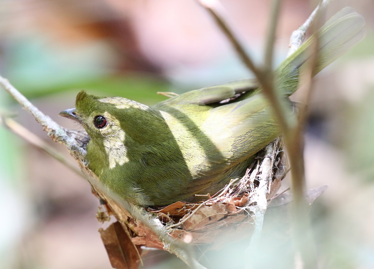 Helmeted Manakin - ML118733151