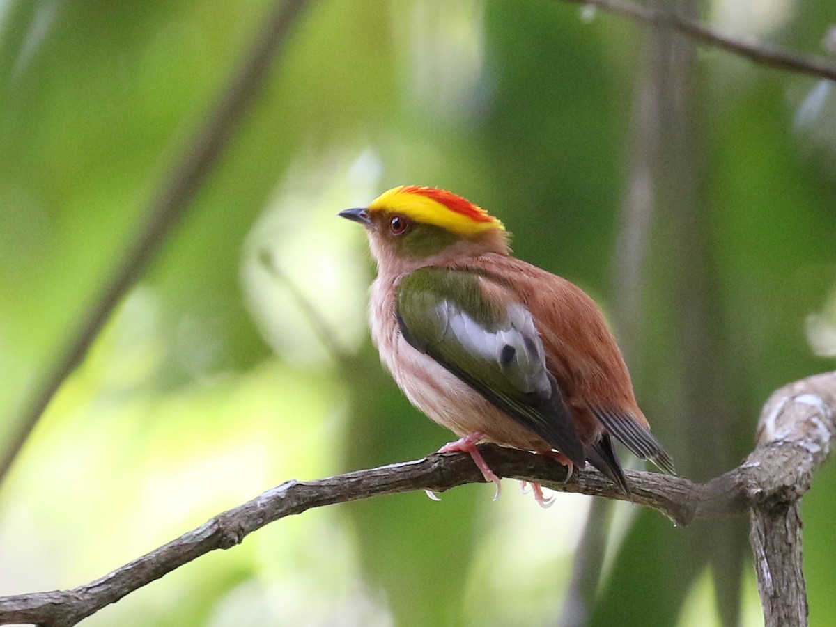 Fiery-capped Manakin - Matthew Grube