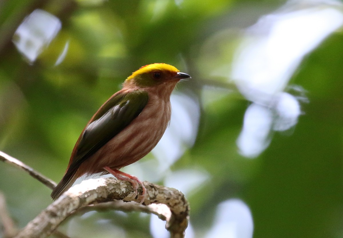 Fiery-capped Manakin - ML118733271