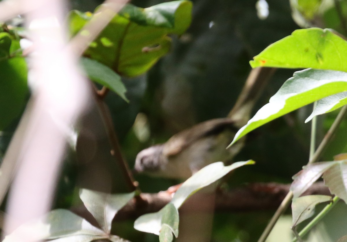 Golden-crowned Warbler (White-bellied) - ML118733381