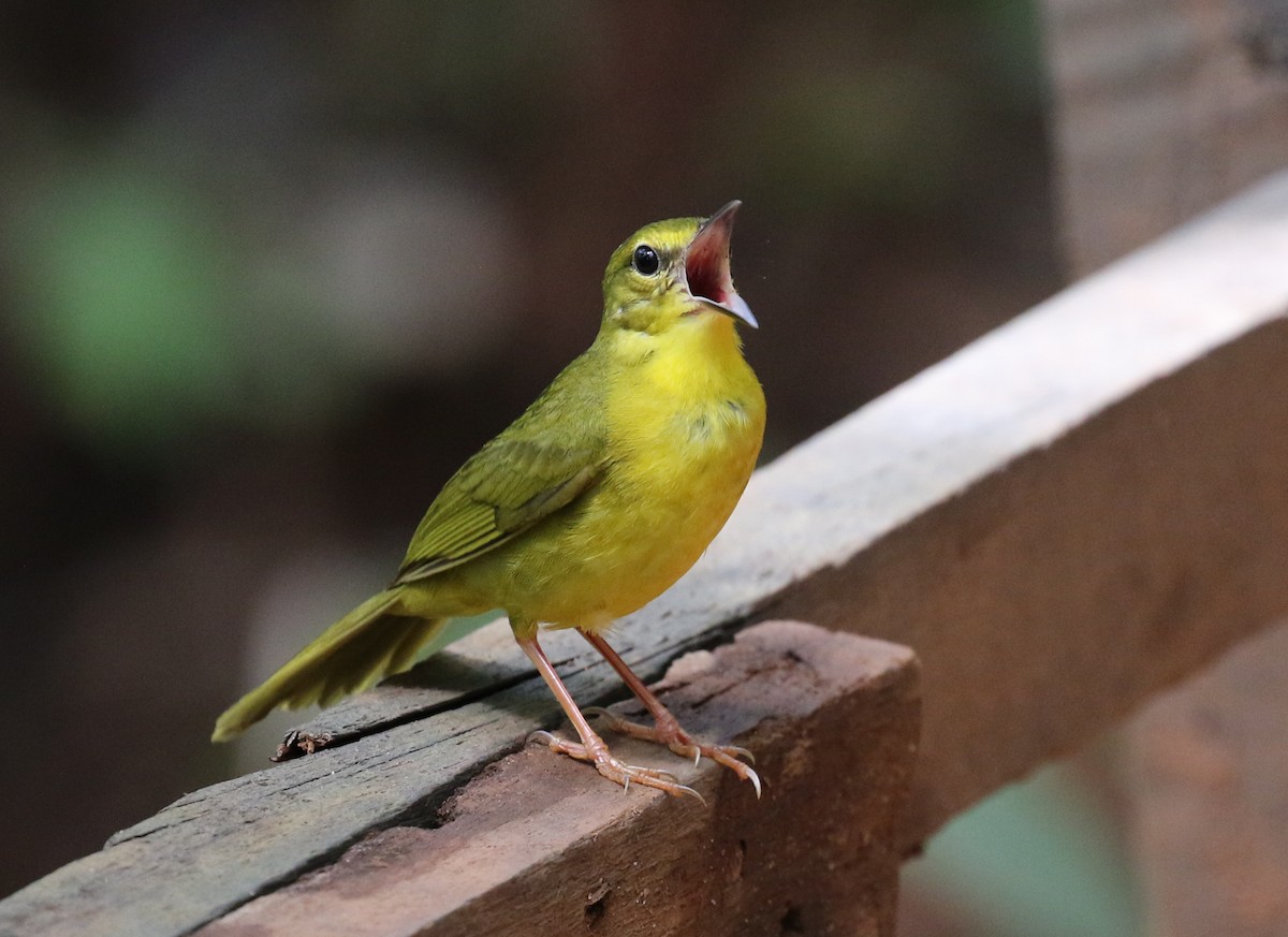 Flavescent Warbler - Matthew Grube