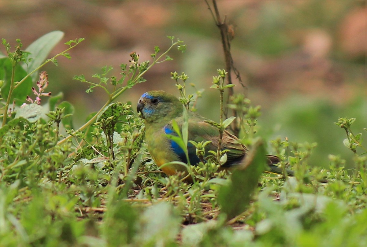 Turquoise Parrot - ML118733461