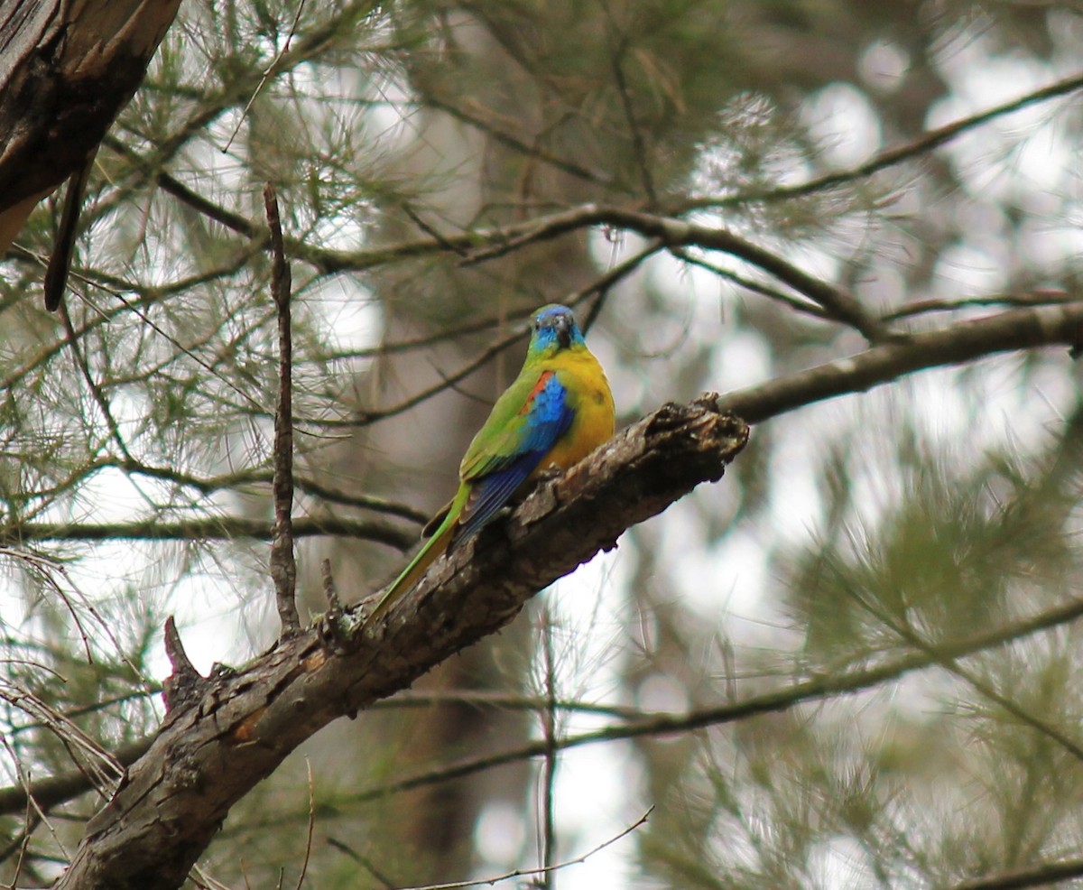 Turquoise Parrot - ML118733491
