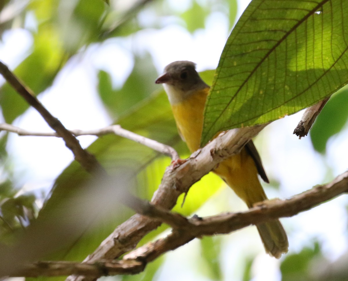 Gray-headed Tanager - ML118733561