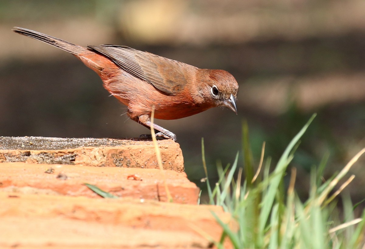 Red-crested Finch - ML118733631