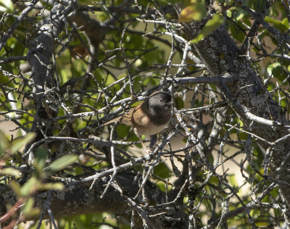 Dark-eyed Junco - Norman Pillsbury