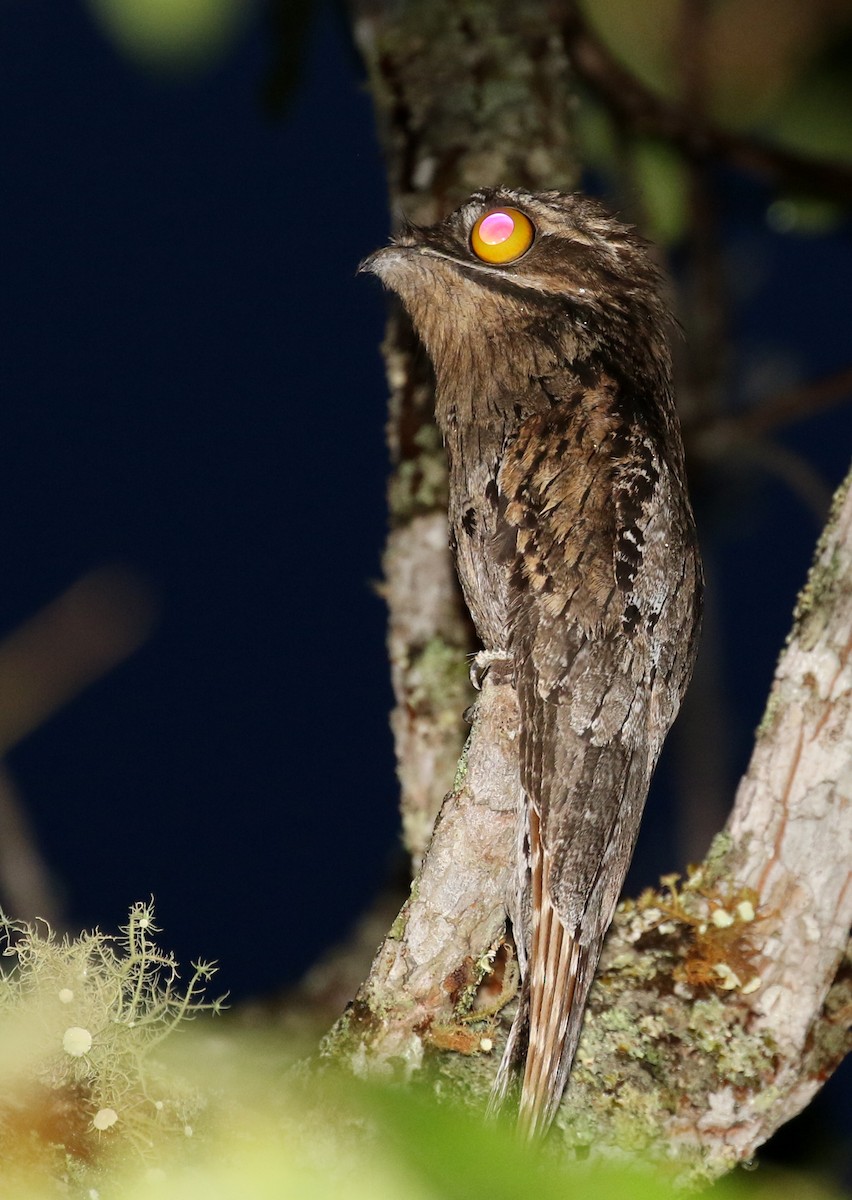 Common Potoo - ML118734171