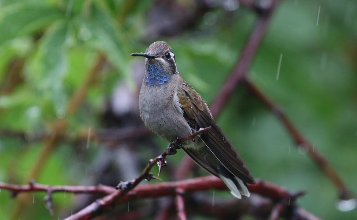 Blue-throated Mountain-gem - ML118734821