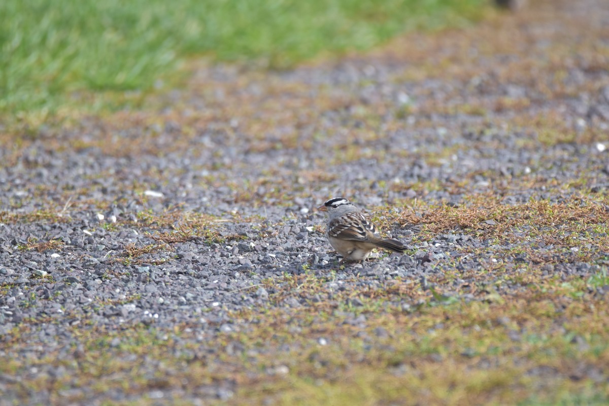 White-crowned Sparrow - ML118736131