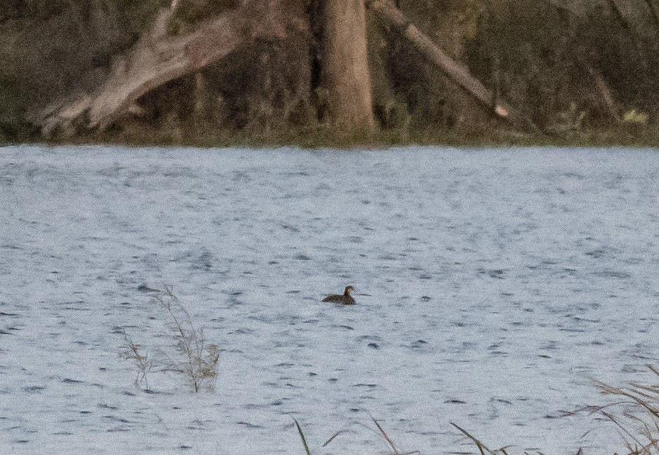 Red-necked Grebe - John Longhenry