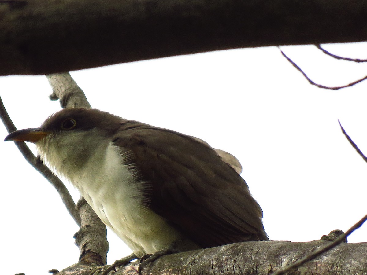 Yellow-billed Cuckoo - Anonymous