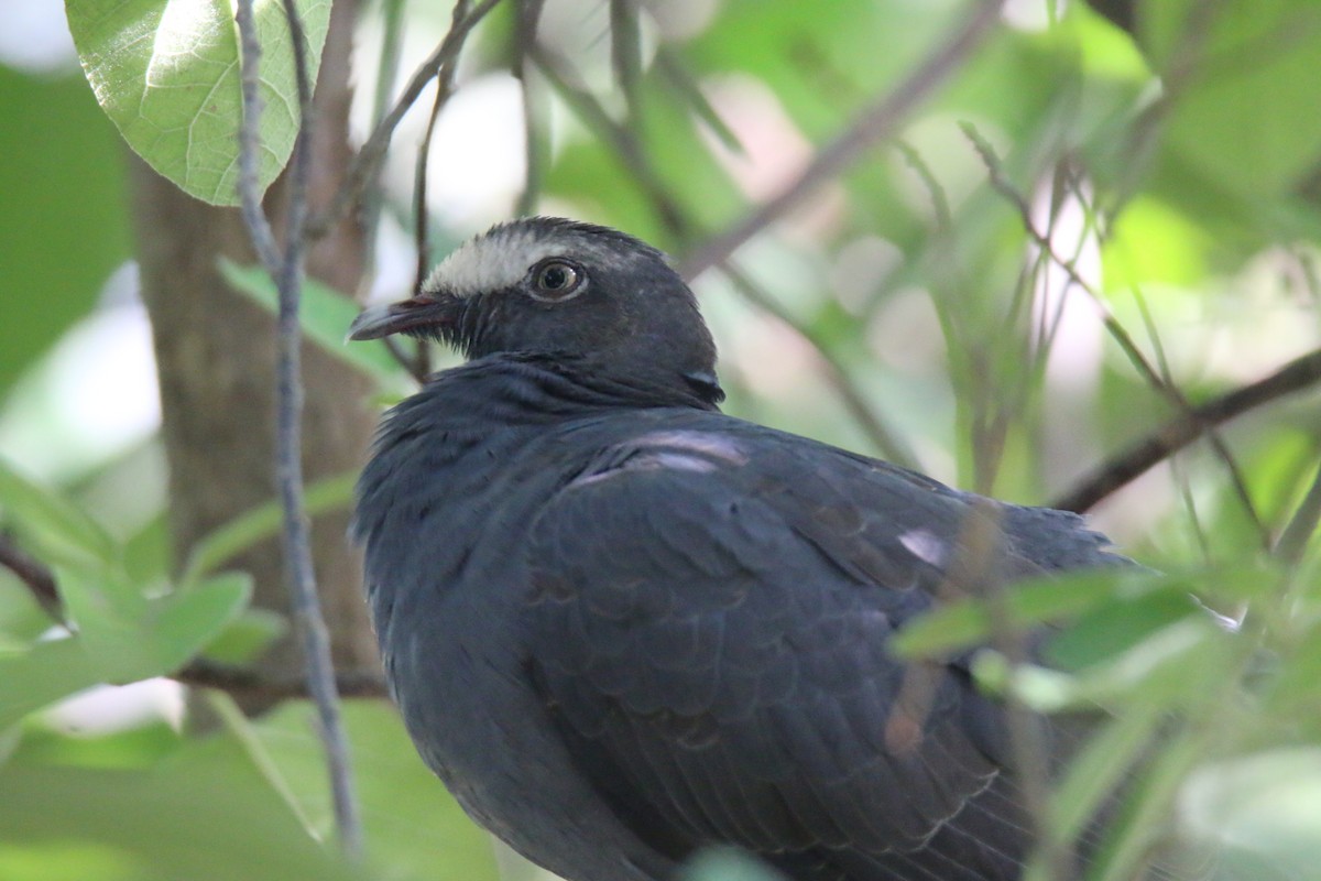 White-crowned Pigeon - ML118737481