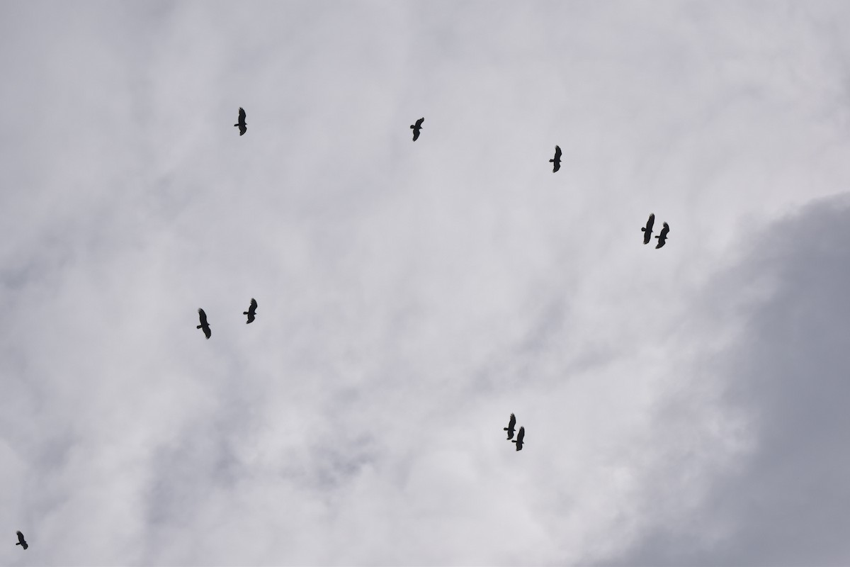 Turkey Vulture - ML118737561