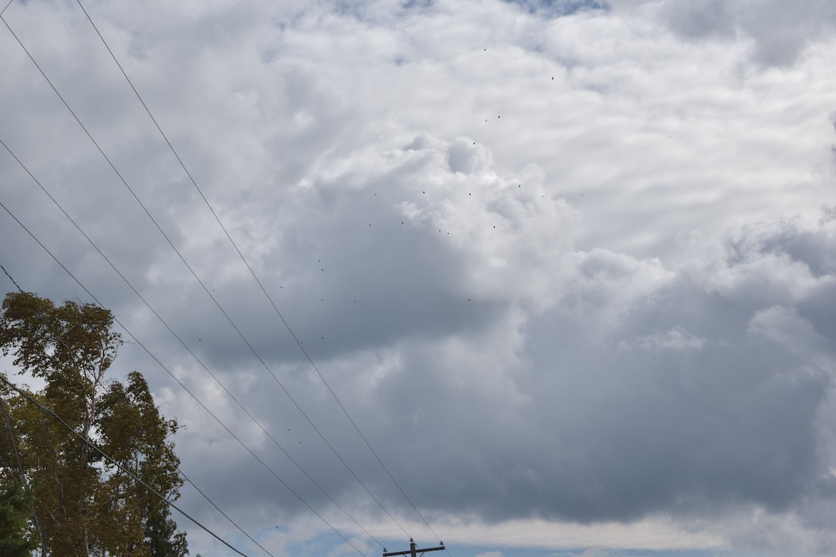 Turkey Vulture - ML118737601