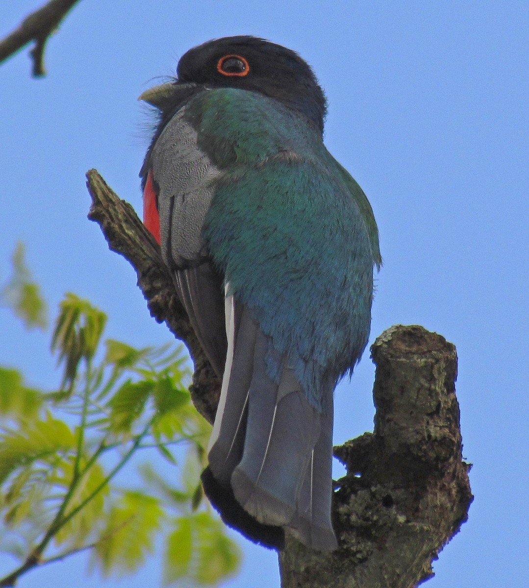 Surucua Trogon - ML118737961