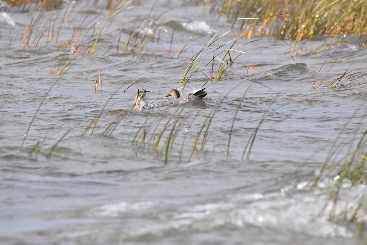 Canard chipeau - ML118738061