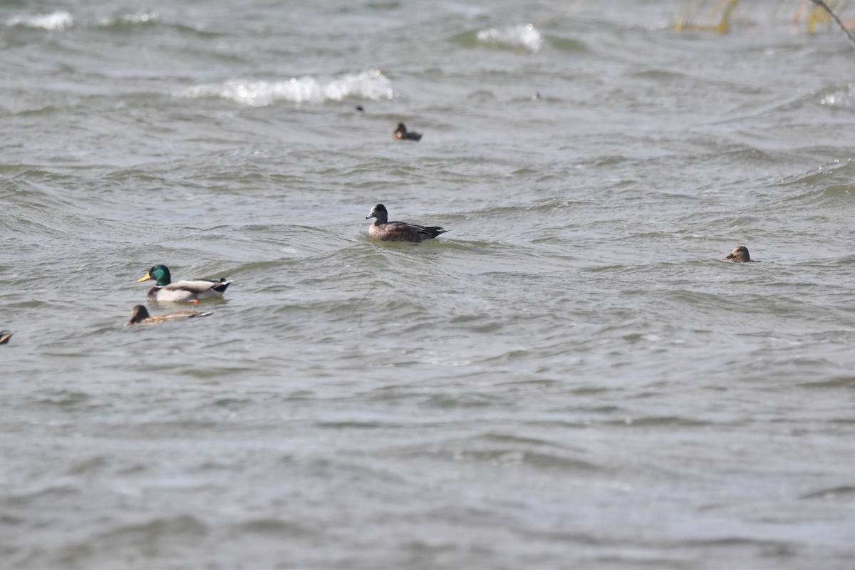 American Wigeon - ML118738201