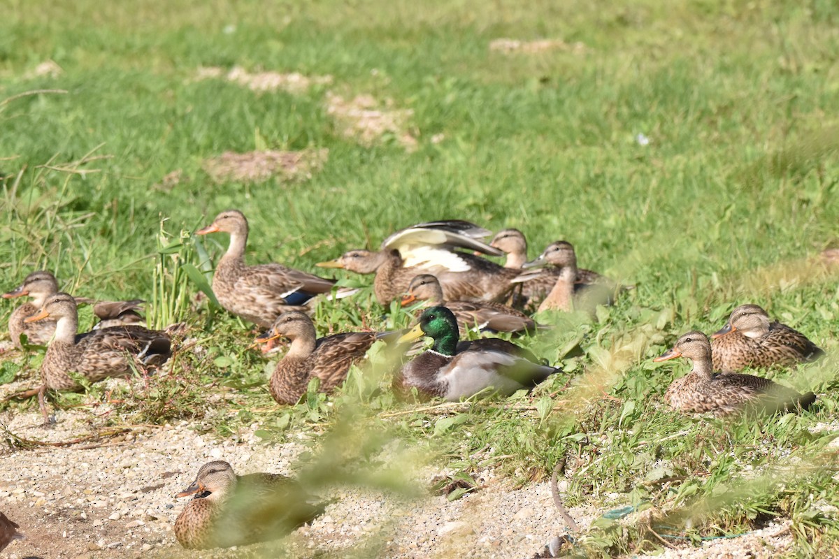 Canard colvert - ML118738241