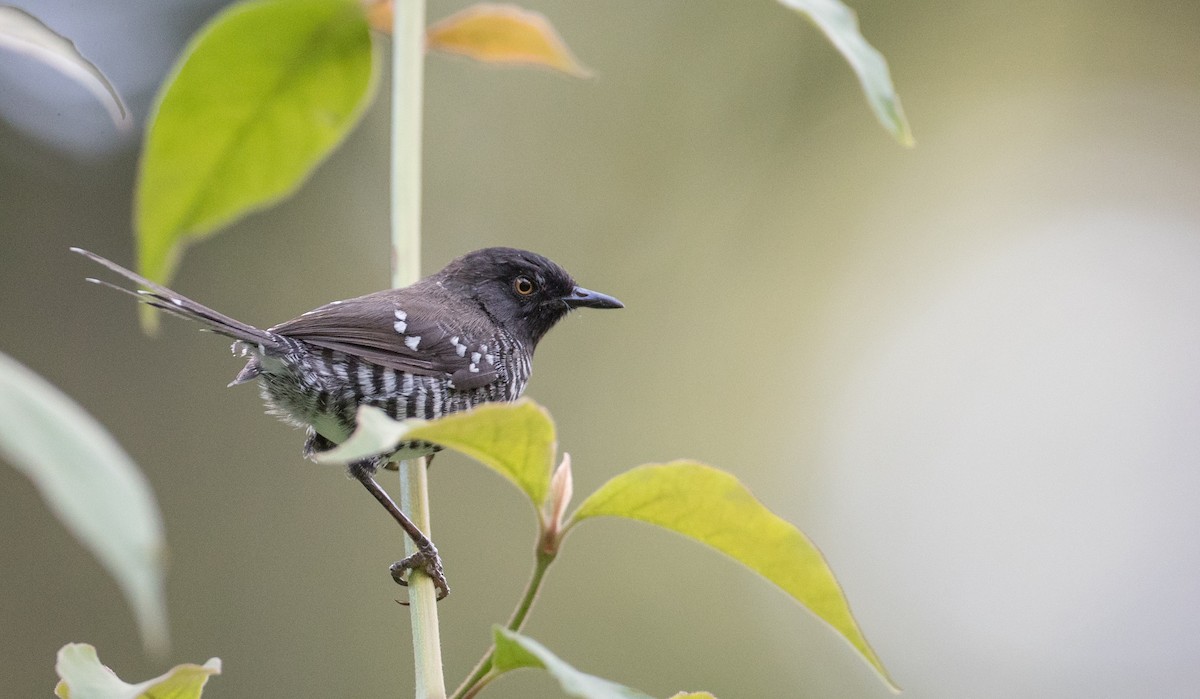 Banded Prinia - Ian Davies