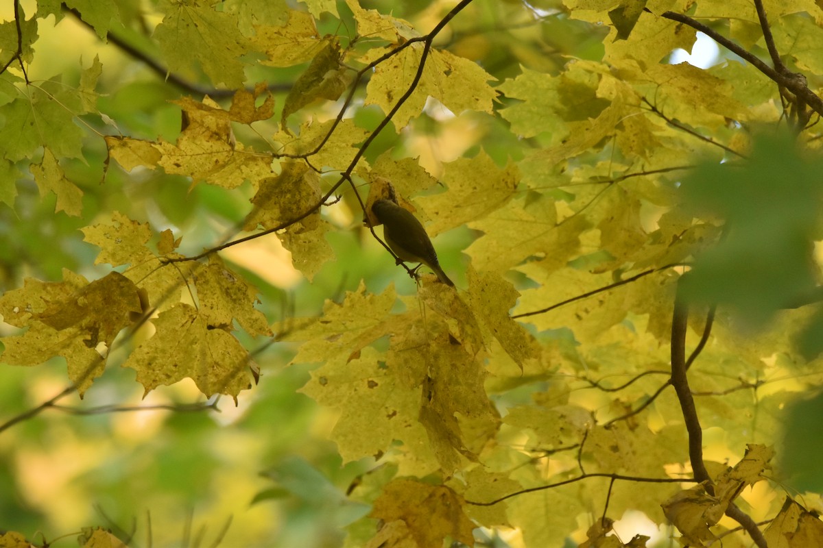 Nashville Warbler - Ryne Rutherford