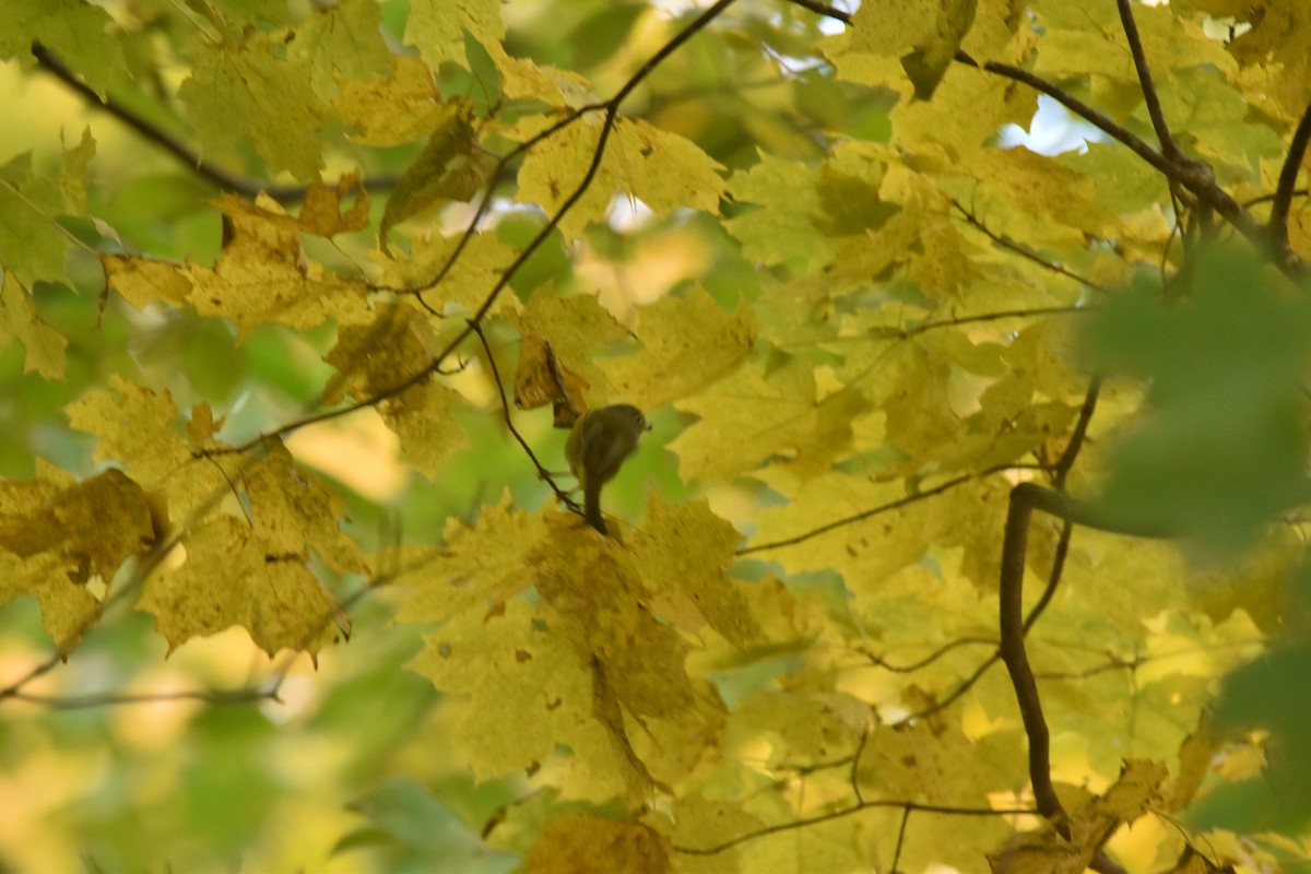 Nashville Warbler - Ryne Rutherford