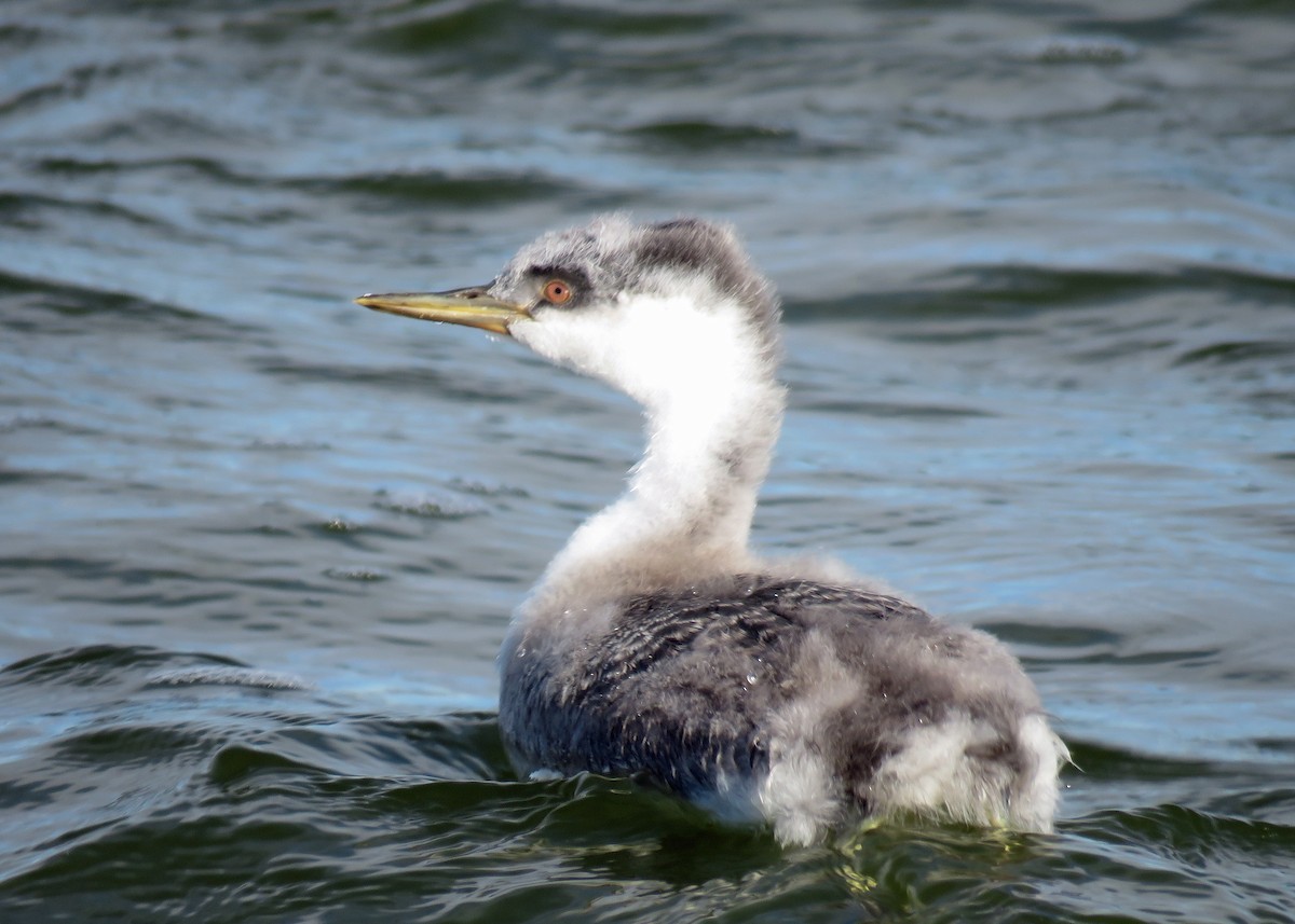 Western Grebe - ML118739431