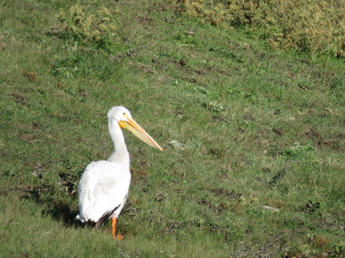 American White Pelican - ML118739861