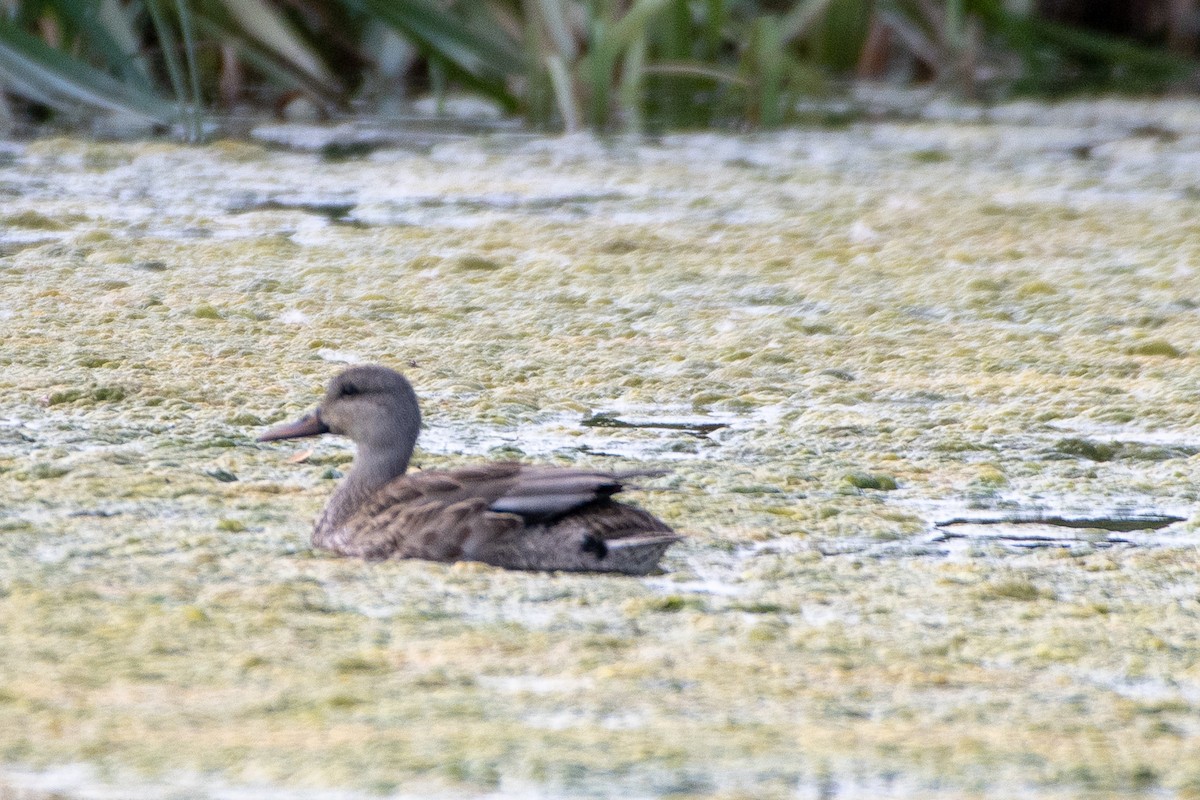 Canard chipeau - ML118740851