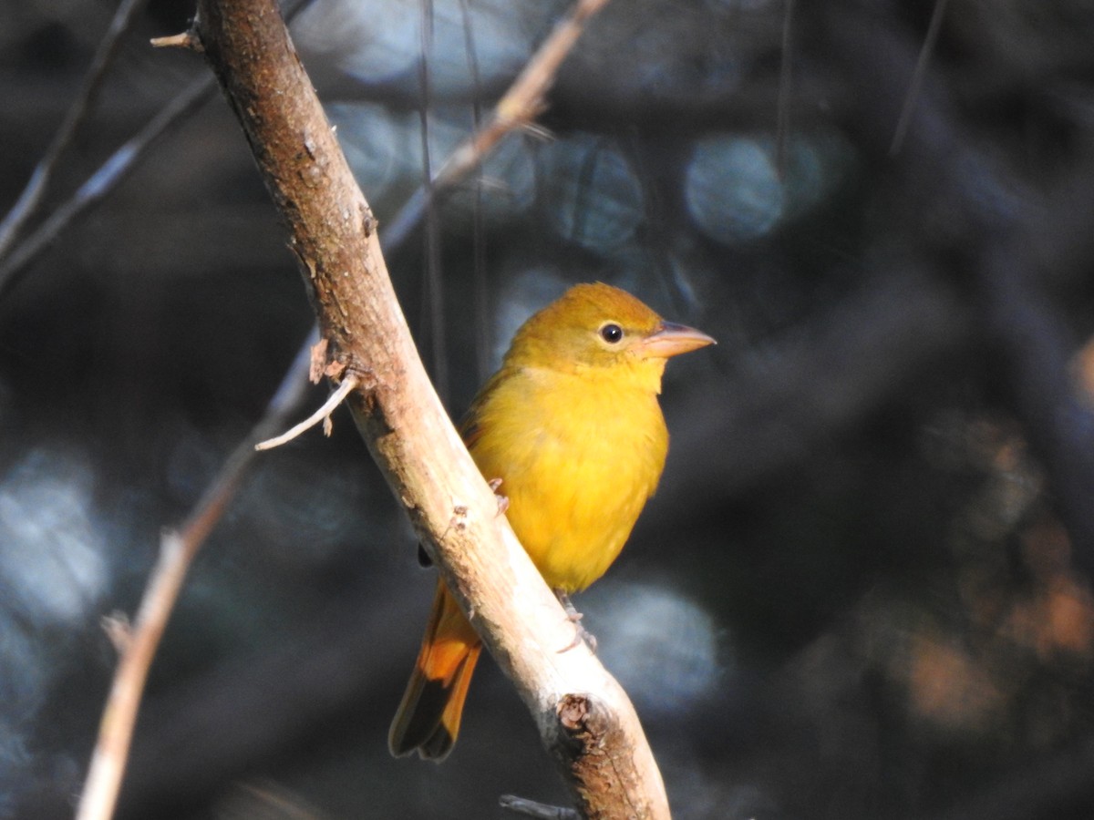 Summer Tanager - ML118740911