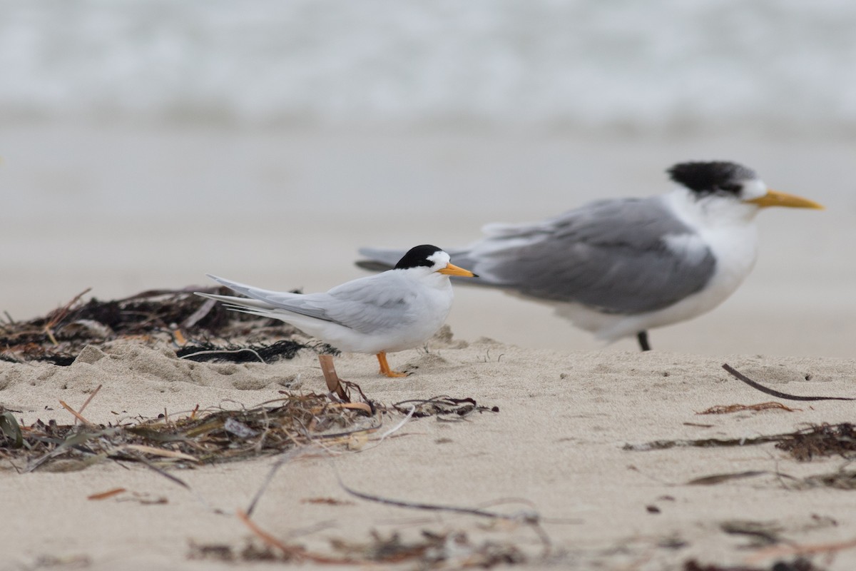 Australian Fairy Tern - ML118742781