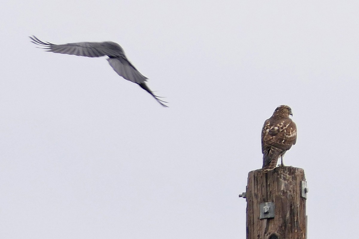 Red-tailed Hawk - ML118743981