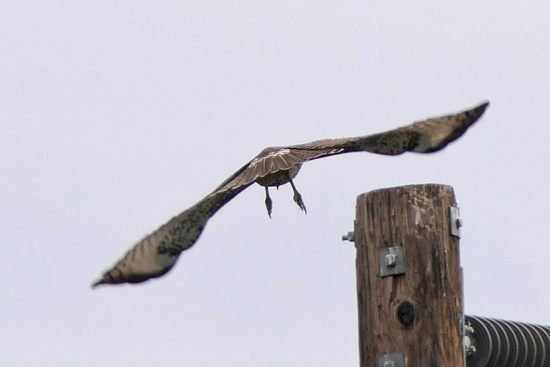 Red-tailed Hawk - ML118744001