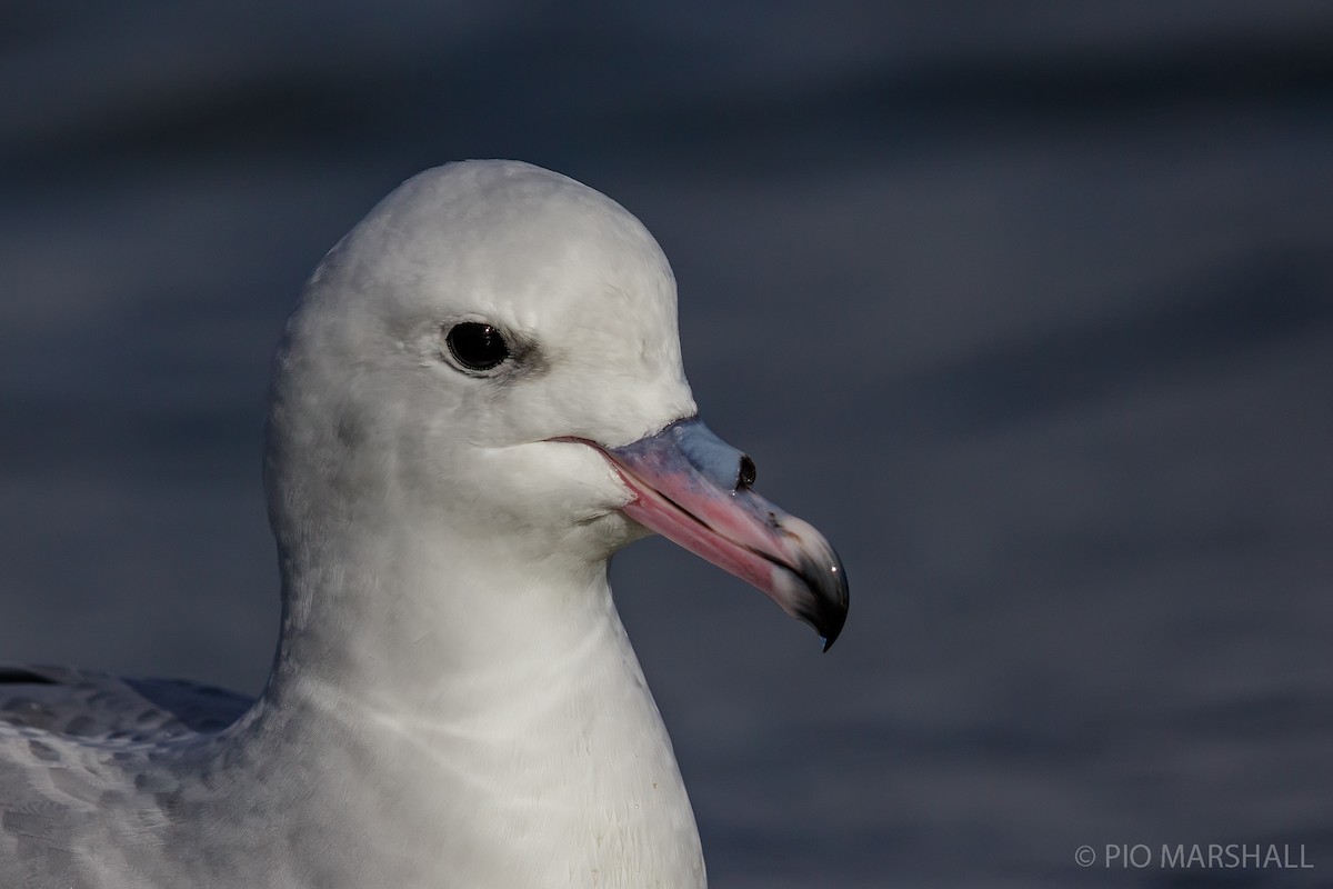 Fulmar argenté - ML118744231