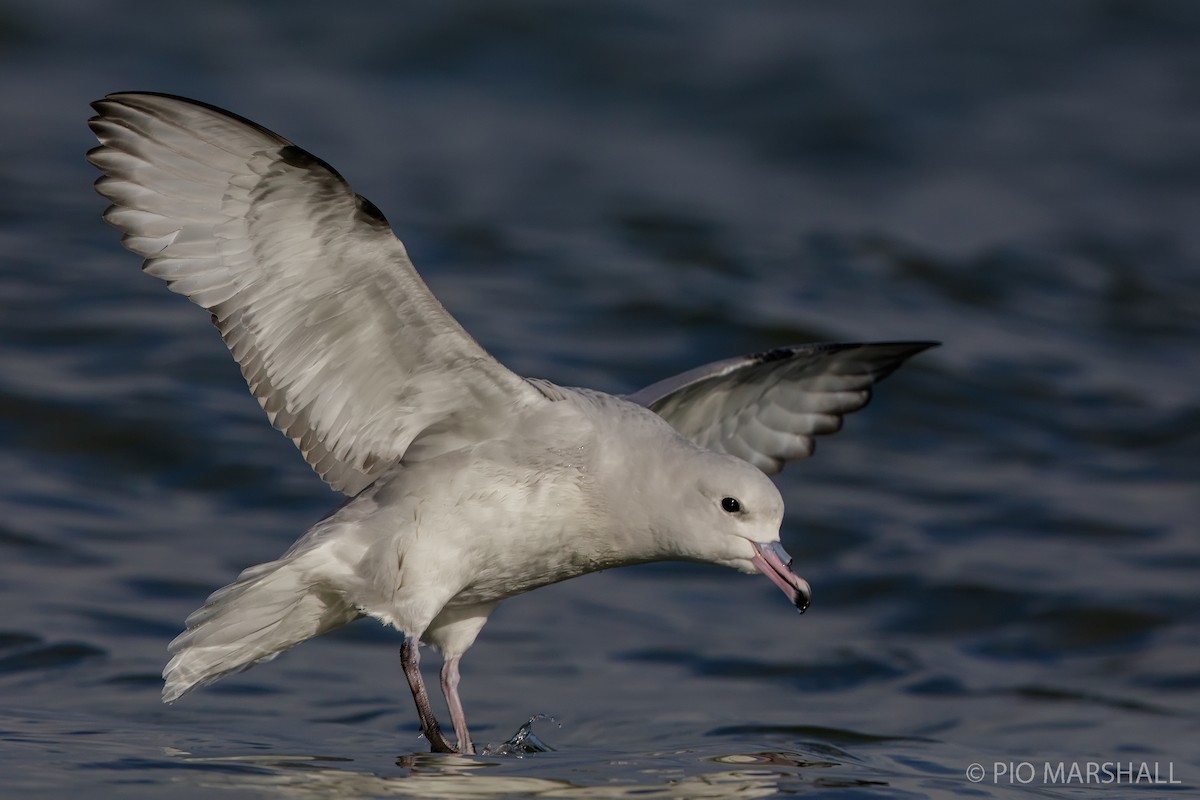 Fulmar argenté - ML118744261