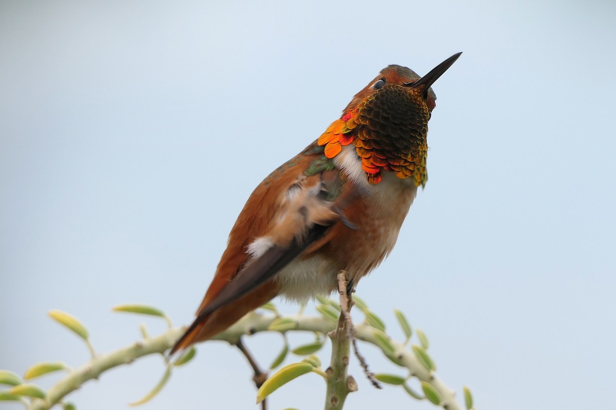 Allen's Hummingbird - Robert Hamilton