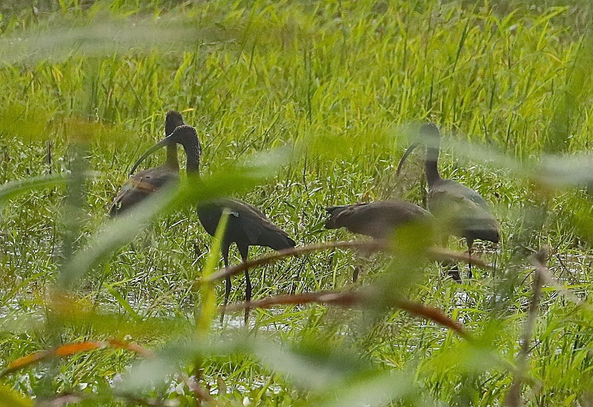 ibis hnědý/americký - ML118744971