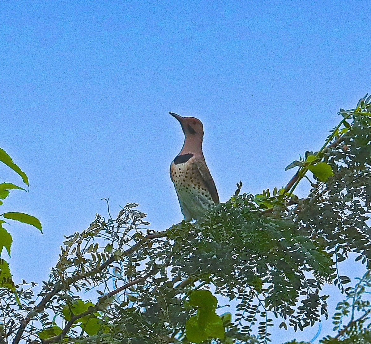 Northern Flicker - ML118745031