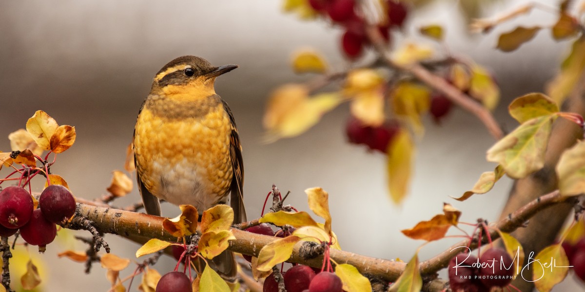 Varied Thrush - Robb Bell