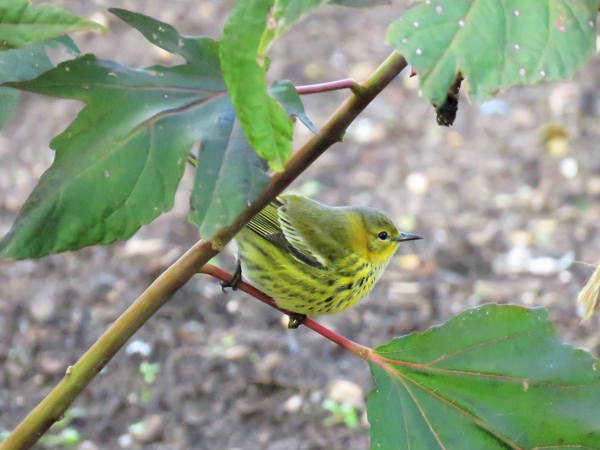 Cape May Warbler - ML118745331