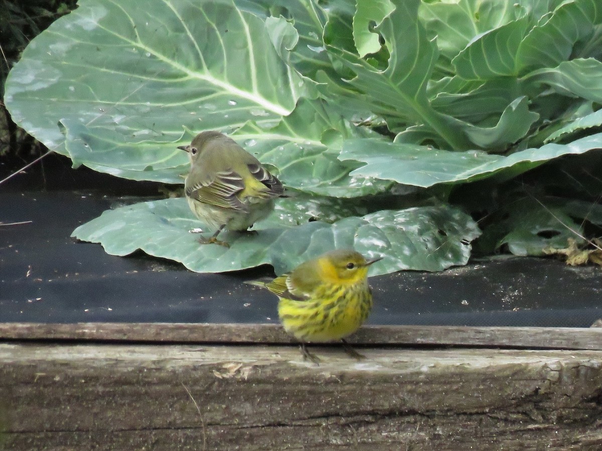 Cape May Warbler - ML118745481